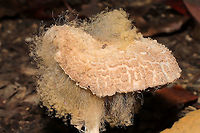 Syzygites megalocarpus Macrolepiota sp. parasitized by Syzygites megalocarpus. Growing under hickory and oak trees at a dense mixed forest edge.<br />
https://www.jungledragon.com/image/103954/syzygites_megalocarpus.html<br />
https://www.jungledragon.com/image/103952/syzygites_megalocarpus.html<br />
https://www.jungledragon.com/image/103953/syzygites_megalocarpus.html Fall,Geotagged,Syzygites megalocarpus,United States