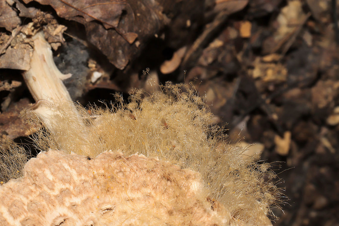 Syzygites megalocarpus Macrolepiota sp. parasitized by Syzygites megalocarpus. Growing under hickory and oak trees at a dense mixed forest edge. <br />
<figure class="photo"><a href="https://www.jungledragon.com/image/103954/syzygites_megalocarpus.html" title="Syzygites megalocarpus"><img src="https://s3.amazonaws.com/media.jungledragon.com/images/3231/103954_thumb.jpg?AWSAccessKeyId=05GMT0V3GWVNE7GGM1R2&Expires=1759968010&Signature=I94VBAr6DvJbKzCAkqNebGvVRCk%3D" width="102" height="152" alt="Syzygites megalocarpus Macrolepiota sp. parasitized by Syzygites megalocarpus. Growing under hickory and oak trees at a dense mixed forest edge. <br />
https://www.jungledragon.com/image/103953/syzygites_megalocarpus.html<br />
https://www.jungledragon.com/image/103952/syzygites_megalocarpus.html<br />
https://www.jungledragon.com/image/103951/syzygites_megalocarpus.html Fall,Geotagged,Syzygites megalocarpus,United States" /></a></figure><br />
<figure class="photo"><a href="https://www.jungledragon.com/image/103953/syzygites_megalocarpus.html" title="Syzygites megalocarpus"><img src="https://s3.amazonaws.com/media.jungledragon.com/images/3231/103953_thumb.jpg?AWSAccessKeyId=05GMT0V3GWVNE7GGM1R2&Expires=1759968010&Signature=F4sBSxKOlg8wBYUscunVbevsI8M%3D" width="200" height="134" alt="Syzygites megalocarpus Macrolepiota sp. parasitized by Syzygites megalocarpus. Growing under hickory and oak trees at a dense mixed forest edge.<br />
https://www.jungledragon.com/image/103954/syzygites_megalocarpus.html<br />
https://www.jungledragon.com/image/103952/syzygites_megalocarpus.html<br />
https://www.jungledragon.com/image/103951/syzygites_megalocarpus.html Fall,Geotagged,Syzygites megalocarpus,United States" /></a></figure><br />
<figure class="photo"><a href="https://www.jungledragon.com/image/103951/syzygites_megalocarpus.html" title="Syzygites megalocarpus"><img src="https://s3.amazonaws.com/media.jungledragon.com/images/3231/103951_thumb.jpg?AWSAccessKeyId=05GMT0V3GWVNE7GGM1R2&Expires=1759968010&Signature=tYHn54NUcGhV1t4qTGTMi4seoiM%3D" width="200" height="134" alt="Syzygites megalocarpus Macrolepiota sp. parasitized by Syzygites megalocarpus. Growing under hickory and oak trees at a dense mixed forest edge.<br />
https://www.jungledragon.com/image/103954/syzygites_megalocarpus.html<br />
https://www.jungledragon.com/image/103952/syzygites_megalocarpus.html<br />
https://www.jungledragon.com/image/103953/syzygites_megalocarpus.html Fall,Geotagged,Syzygites megalocarpus,United States" /></a></figure> Fall,Geotagged,Syzygites megalocarpus,United States