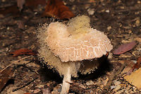 Syzygites megalocarpus Macrolepiota sp. parasitized by Syzygites megalocarpus. Growing under hickory and oak trees at a dense mixed forest edge.<br />
https://www.jungledragon.com/image/103954/syzygites_megalocarpus.html<br />
https://www.jungledragon.com/image/103952/syzygites_megalocarpus.html<br />
https://www.jungledragon.com/image/103951/syzygites_megalocarpus.html Fall,Geotagged,Syzygites megalocarpus,United States