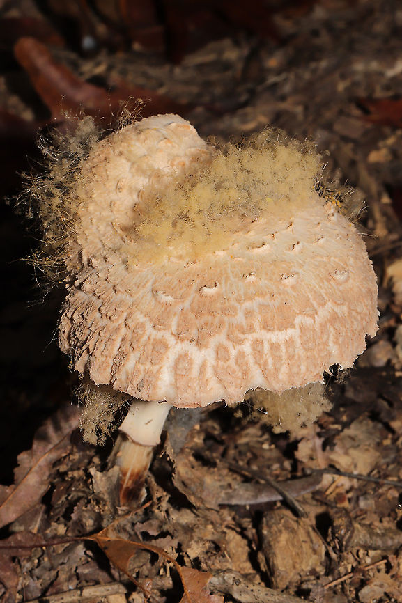 Syzygites megalocarpus Macrolepiota sp. parasitized by Syzygites megalocarpus. Growing under hickory and oak trees at a dense mixed forest edge. <br />
<figure class="photo"><a href="https://www.jungledragon.com/image/103953/syzygites_megalocarpus.html" title="Syzygites megalocarpus"><img src="https://s3.amazonaws.com/media.jungledragon.com/images/3231/103953_thumb.jpg?AWSAccessKeyId=05GMT0V3GWVNE7GGM1R2&Expires=1759968010&Signature=F4sBSxKOlg8wBYUscunVbevsI8M%3D" width="200" height="134" alt="Syzygites megalocarpus Macrolepiota sp. parasitized by Syzygites megalocarpus. Growing under hickory and oak trees at a dense mixed forest edge.<br />
https://www.jungledragon.com/image/103954/syzygites_megalocarpus.html<br />
https://www.jungledragon.com/image/103952/syzygites_megalocarpus.html<br />
https://www.jungledragon.com/image/103951/syzygites_megalocarpus.html Fall,Geotagged,Syzygites megalocarpus,United States" /></a></figure><br />
<figure class="photo"><a href="https://www.jungledragon.com/image/103952/syzygites_megalocarpus.html" title="Syzygites megalocarpus"><img src="https://s3.amazonaws.com/media.jungledragon.com/images/3231/103952_thumb.jpg?AWSAccessKeyId=05GMT0V3GWVNE7GGM1R2&Expires=1759968010&Signature=TpiEBdDratHAvIQ%2F3W2COP4yW1c%3D" width="200" height="134" alt="Syzygites megalocarpus Macrolepiota sp. parasitized by Syzygites megalocarpus. Growing under hickory and oak trees at a dense mixed forest edge. <br />
https://www.jungledragon.com/image/103954/syzygites_megalocarpus.html<br />
https://www.jungledragon.com/image/103953/syzygites_megalocarpus.html<br />
https://www.jungledragon.com/image/103951/syzygites_megalocarpus.html Fall,Geotagged,Syzygites megalocarpus,United States" /></a></figure><br />
<figure class="photo"><a href="https://www.jungledragon.com/image/103951/syzygites_megalocarpus.html" title="Syzygites megalocarpus"><img src="https://s3.amazonaws.com/media.jungledragon.com/images/3231/103951_thumb.jpg?AWSAccessKeyId=05GMT0V3GWVNE7GGM1R2&Expires=1759968010&Signature=tYHn54NUcGhV1t4qTGTMi4seoiM%3D" width="200" height="134" alt="Syzygites megalocarpus Macrolepiota sp. parasitized by Syzygites megalocarpus. Growing under hickory and oak trees at a dense mixed forest edge.<br />
https://www.jungledragon.com/image/103954/syzygites_megalocarpus.html<br />
https://www.jungledragon.com/image/103952/syzygites_megalocarpus.html<br />
https://www.jungledragon.com/image/103953/syzygites_megalocarpus.html Fall,Geotagged,Syzygites megalocarpus,United States" /></a></figure> Fall,Geotagged,Syzygites megalocarpus,United States