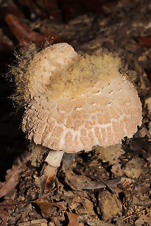 Syzygites megalocarpus Macrolepiota sp. parasitized by Syzygites megalocarpus. Growing under hickory and oak trees at a dense mixed forest edge. 
https://www.jungledragon.com/image/103953/syzygites_megalocarpus.html
https://www.jungledragon.com/image/103952/syzygites_megalocarpus.html
https://www.jungledragon.com/image/103951/syzygites_megalocarpus.html Fall,Geotagged,Syzygites megalocarpus,United States