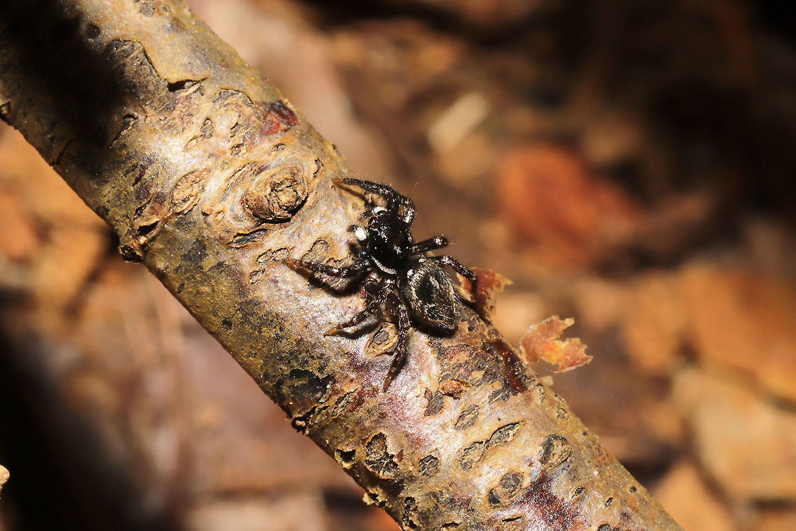 Twin-flagged Jumping Spider (Anasaitis canosa) At a dense mixed forest edge Anasaitis canosa,Fall,Geotagged,United States