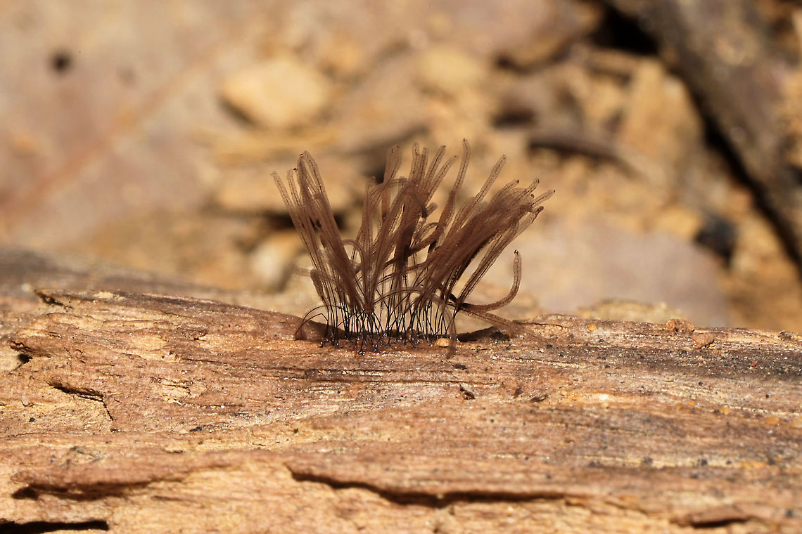 Chocolate Tube Slime Mold (Stemonitis sp.) Growing on rotting wood in a dense mixed forest understory. Fall,Geotagged,United States