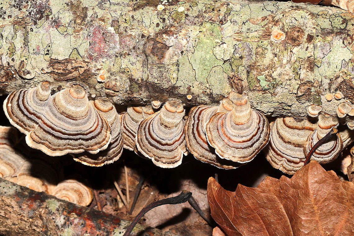 Turkey-Tails (Trametes versicolor) Growing on a fallen oak branch at a dense mixed forest edge. White pored fertile surface. I thought these were pretty cute as they were shaped more like the typical Stereum (False Turkey-tails)! Fall,Geotagged,Trametes versicolor,Turkey Tail,United States