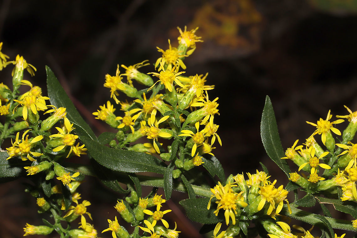Showy Goldenrod (Solidago erecta) Growing under oak and hickory trees at a dense mixed forest edge. On a ridgetop. Fall,Geotagged,Solidago erecta,United States