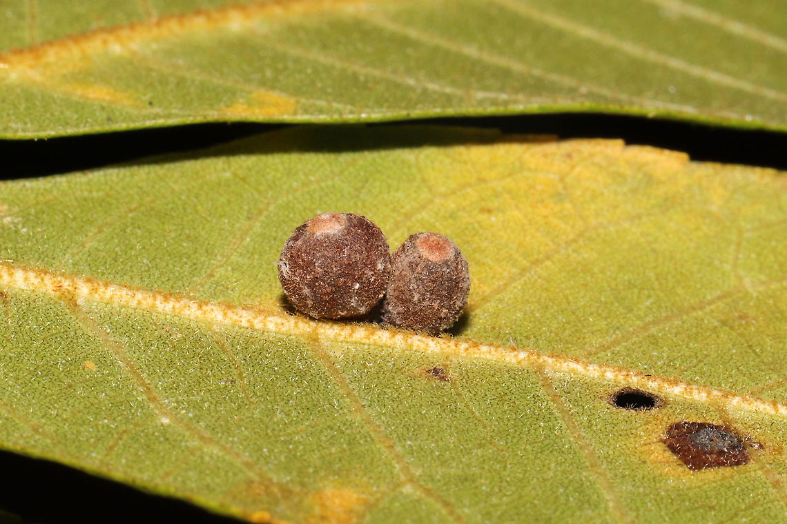 Caryomyia tuberidolium Galls on the underside / central vein of a hickory leaf. Caryomyia tuberidolium,Fall,Geotagged,United States