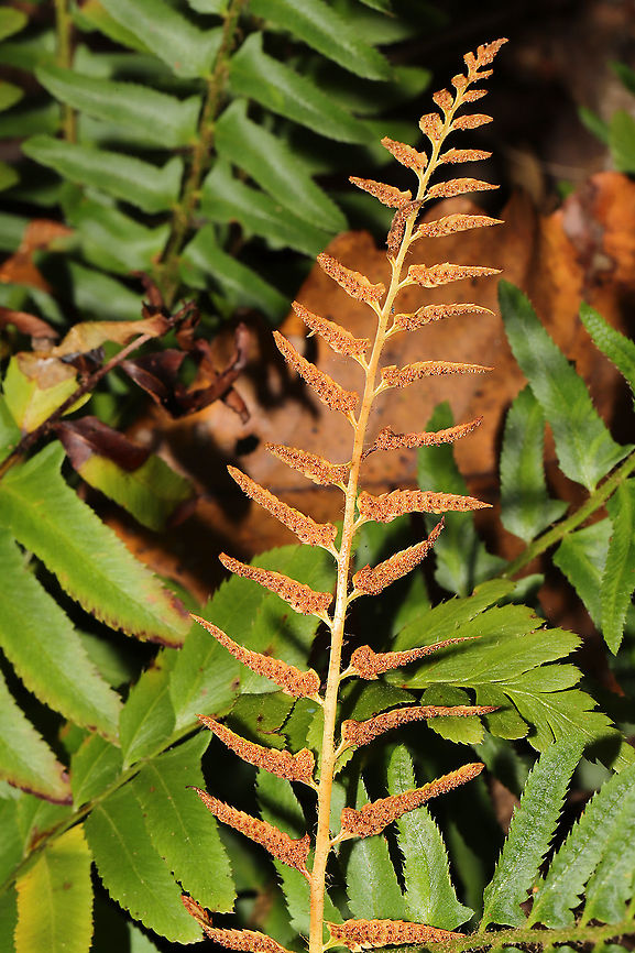 Christmas Fern (Polystichum acrostichoides) Growing at a dense mixed forest edge. <br />
<figure class="photo"><a href="https://www.jungledragon.com/image/104052/christmas_fern_polystichum_acrostichoides.html" title="Christmas Fern (Polystichum acrostichoides)"><img src="https://s3.amazonaws.com/media.jungledragon.com/images/3231/104052_thumb.jpg?AWSAccessKeyId=05GMT0V3GWVNE7GGM1R2&Expires=1759968010&Signature=af7demL6jH6YyoDHd%2FSUlQX9LF0%3D" width="200" height="134" alt="Christmas Fern (Polystichum acrostichoides) Growing at a dense mixed forest edge.<br />
https://www.jungledragon.com/image/104051/christmas_fern_polystichum_acrostichoides.html Christmas fern,Fall,Geotagged,Polystichum acrostichoides,United States" /></a></figure> Christmas fern,Fall,Geotagged,Polystichum acrostichoides,United States