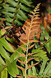 Christmas Fern (Polystichum acrostichoides) Growing at a dense mixed forest edge. <br />
https://www.jungledragon.com/image/104052/christmas_fern_polystichum_acrostichoides.html Christmas fern,Fall,Geotagged,Polystichum acrostichoides,United States