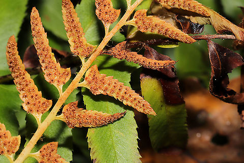 Christmas Fern (Polystichum acrostichoides) Growing at a dense mixed forest edge.
https://www.jungledragon.com/image/104051/christmas_fern_polystichum_acrostichoides.html Christmas fern,Fall,Geotagged,Polystichum acrostichoides,United States