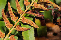 Christmas Fern (Polystichum acrostichoides) Growing at a dense mixed forest edge.<br />
https://www.jungledragon.com/image/104051/christmas_fern_polystichum_acrostichoides.html Christmas fern,Fall,Geotagged,Polystichum acrostichoides,United States
