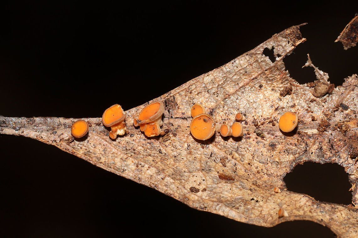 Hymenoscyphus epiphyllus? Ascomycete fungus on what I&#039;m assuming is an oak leaf. Found below oak and hickory trees in a dense mixed forest understory.<br />
<br />
<figure class="photo"><a href="https://www.jungledragon.com/image/104115/hymenoscyphus_epiphyllus.html" title="Hymenoscyphus epiphyllus?"><img src="https://s3.amazonaws.com/media.jungledragon.com/images/3231/104115_thumb.jpg?AWSAccessKeyId=05GMT0V3GWVNE7GGM1R2&Expires=1759968010&Signature=vf7ohdyJimiReHCySu8WxSejimM%3D" width="200" height="134" alt="Hymenoscyphus epiphyllus? Ascomycete fungus on what I&#039;m assuming is an oak leaf. Found below oak and hickory trees in a dense mixed forest understory.<br />
Hymenoscyphus epiphyllus? <br />
https://www.jungledragon.com/image/104114/phaeohelotium_epiphyllum.html<br />
https://www.jungledragon.com/image/104113/phaeohelotium_epiphyllum.html Fall,Geotagged,United States" /></a></figure><br />
<figure class="photo"><a href="https://www.jungledragon.com/image/104114/hymenoscyphus_epiphyllus.html" title="Hymenoscyphus epiphyllus?"><img src="https://s3.amazonaws.com/media.jungledragon.com/images/3231/104114_thumb.jpg?AWSAccessKeyId=05GMT0V3GWVNE7GGM1R2&Expires=1759968010&Signature=6RtCmPgjZfMjiqLRHR5SJpoxeio%3D" width="200" height="200" alt="Hymenoscyphus epiphyllus? Ascomycete fungus on what I&#039;m assuming is an oak leaf. Found below oak and hickory trees in a dense mixed forest understory.<br />
Hymenoscyphus epiphyllus? <br />
https://www.jungledragon.com/image/104115/phaeohelotium_epiphyllum.html<br />
https://www.jungledragon.com/image/104113/phaeohelotium_epiphyllum.html Fall,Geotagged,United States" /></a></figure> Fall,Geotagged,United States
