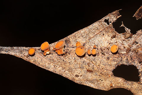 Hymenoscyphus epiphyllus? Ascomycete fungus on what I'm assuming is an oak leaf. Found below oak and hickory trees in a dense mixed forest understory.

https://www.jungledragon.com/image/104115/phaeohelotium_epiphyllum.html
https://www.jungledragon.com/image/104114/phaeohelotium_epiphyllum.html Fall,Geotagged,United States