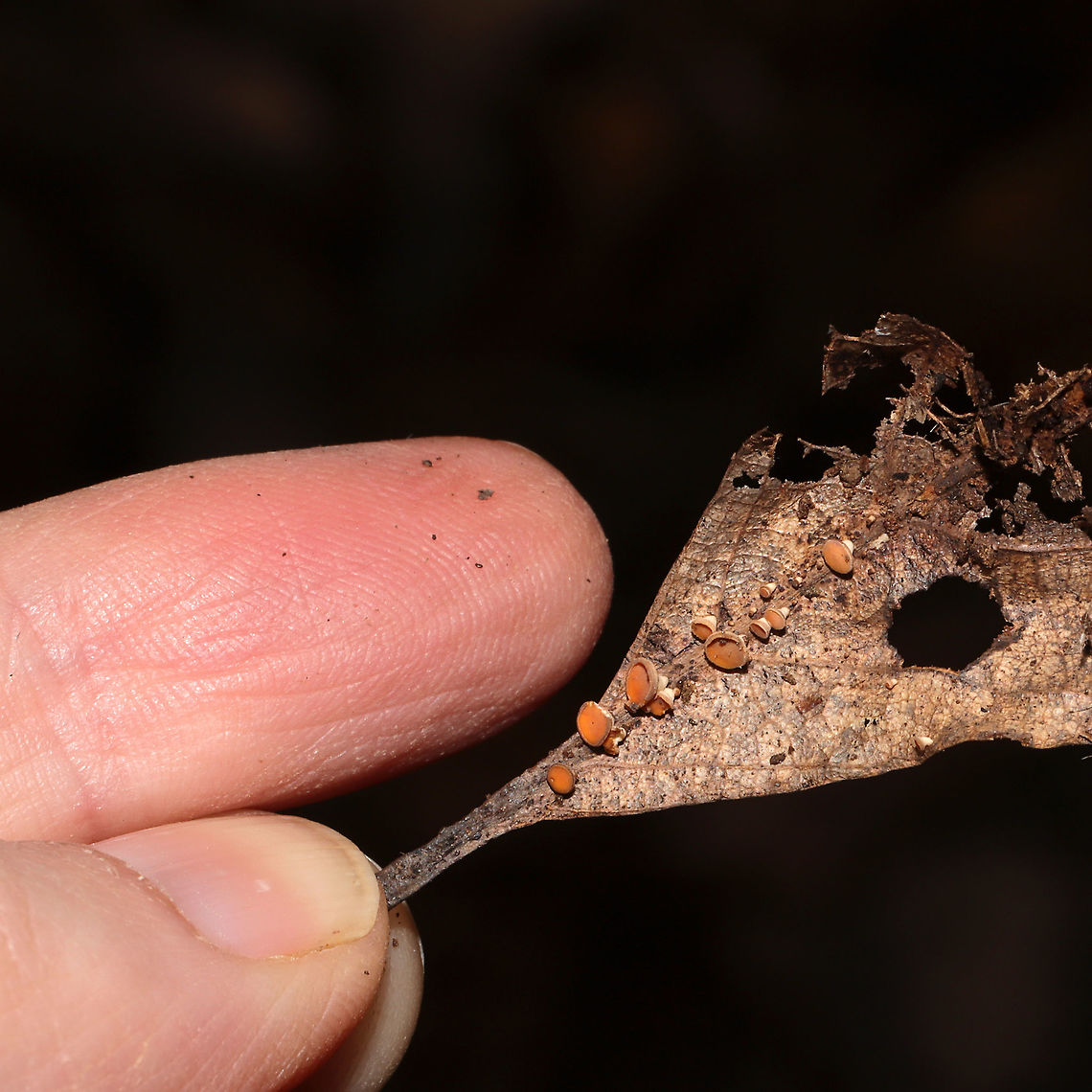 Hymenoscyphus epiphyllus? Ascomycete fungus on what I&#039;m assuming is an oak leaf. Found below oak and hickory trees in a dense mixed forest understory.<br />
Hymenoscyphus epiphyllus? <br />
<figure class="photo"><a href="https://www.jungledragon.com/image/104115/hymenoscyphus_epiphyllus.html" title="Hymenoscyphus epiphyllus?"><img src="https://s3.amazonaws.com/media.jungledragon.com/images/3231/104115_thumb.jpg?AWSAccessKeyId=05GMT0V3GWVNE7GGM1R2&Expires=1767225610&Signature=qwGxQ7Ic9FSpDNBoIggFeXxROTI%3D" width="200" height="134" alt="Hymenoscyphus epiphyllus? Ascomycete fungus on what I&#039;m assuming is an oak leaf. Found below oak and hickory trees in a dense mixed forest understory.<br />
Hymenoscyphus epiphyllus? <br />
https://www.jungledragon.com/image/104114/phaeohelotium_epiphyllum.html<br />
https://www.jungledragon.com/image/104113/phaeohelotium_epiphyllum.html Fall,Geotagged,United States" /></a></figure><br />
<figure class="photo"><a href="https://www.jungledragon.com/image/104113/hymenoscyphus_epiphyllus.html" title="Hymenoscyphus epiphyllus?"><img src="https://s3.amazonaws.com/media.jungledragon.com/images/3231/104113_thumb.jpg?AWSAccessKeyId=05GMT0V3GWVNE7GGM1R2&Expires=1767225610&Signature=AvR5uaCELMkG2QQjBEUn8VvDpdg%3D" width="200" height="134" alt="Hymenoscyphus epiphyllus? Ascomycete fungus on what I&#039;m assuming is an oak leaf. Found below oak and hickory trees in a dense mixed forest understory.<br />
<br />
https://www.jungledragon.com/image/104115/phaeohelotium_epiphyllum.html<br />
https://www.jungledragon.com/image/104114/phaeohelotium_epiphyllum.html Fall,Geotagged,United States" /></a></figure> Fall,Geotagged,United States