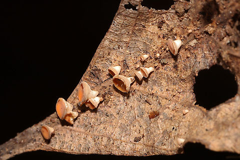 Hymenoscyphus epiphyllus? Ascomycete fungus on what I'm assuming is an oak leaf. Found below oak and hickory trees in a dense mixed forest understory.
Hymenoscyphus epiphyllus? 
https://www.jungledragon.com/image/104114/phaeohelotium_epiphyllum.html
https://www.jungledragon.com/image/104113/phaeohelotium_epiphyllum.html Fall,Geotagged,United States