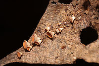 Hymenoscyphus epiphyllus? Ascomycete fungus on what I'm assuming is an oak leaf. Found below oak and hickory trees in a dense mixed forest understory.<br />
Hymenoscyphus epiphyllus? <br />
https://www.jungledragon.com/image/104114/phaeohelotium_epiphyllum.html<br />
https://www.jungledragon.com/image/104113/phaeohelotium_epiphyllum.html Fall,Geotagged,United States