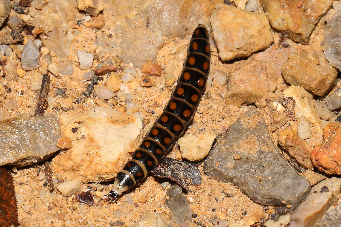 Phengodes laticollis larva? ID TENTATIVE. At a dense mixed forest edge. Near oak and hickory trees.<br />
 Fall,Geotagged,Phengodes laticollis,United States