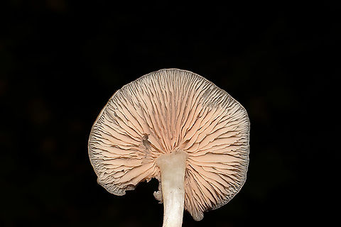 Entoloma sp.? Growing in leaf litter below oak (mostly white oak) and hickory trees. In a mixed forest understory. Stem is white and somewhat flimsy, tapers to a point. Odor/flavor is cucumbery/farinaceous.
https://www.jungledragon.com/image/104209/entoloma_sp.html Fall,Geotagged,United States
