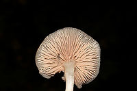 Entoloma sp.? Growing in leaf litter below oak (mostly white oak) and hickory trees. In a mixed forest understory. Stem is white and somewhat flimsy, tapers to a point. Odor/flavor is cucumbery/farinaceous.<br />
https://www.jungledragon.com/image/104209/entoloma_sp.html Fall,Geotagged,United States