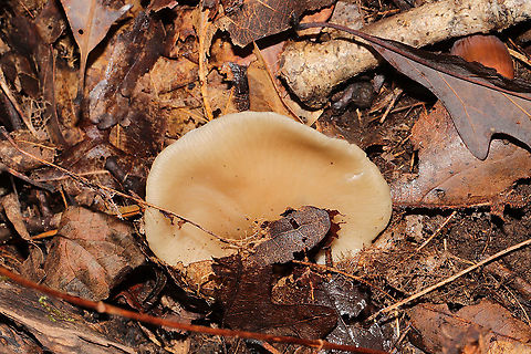 Entoloma sp.? Growing in leaf litter below oak (mostly white oak) and hickory trees. In a mixed forest understory. Stem is white and somewhat flimsy, tapers to a point. Odor/flavor is cucumbery/farinaceous. 
https://www.jungledragon.com/image/104208/entoloma_sp.html Fall,Geotagged,United States