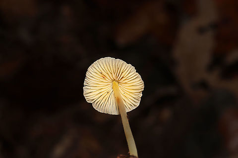 Walnut Mycena (Mycena luteopallens/crocea/Hygrocybe sp.) Working on IDs for these. Have been too tired to do a lot of ID work lately. In leaf litter below oaks and hickories. In a dense mixed forest.
https://www.jungledragon.com/image/104213/mycena_sp.html
https://www.jungledragon.com/image/104211/mycena_sp.html
https://www.jungledragon.com/image/104212/mycena_sp.html Fall,Geotagged,Mycena crocea,United States,Walnut mycena