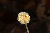 Walnut Mycena (Mycena luteopallens/crocea/Hygrocybe sp.) Working on IDs for these. Have been too tired to do a lot of ID work lately. In leaf litter below oaks and hickories. In a dense mixed forest.<br />
https://www.jungledragon.com/image/104213/mycena_sp.html<br />
https://www.jungledragon.com/image/104211/mycena_sp.html<br />
https://www.jungledragon.com/image/104212/mycena_sp.html Fall,Geotagged,Mycena crocea,United States,Walnut mycena
