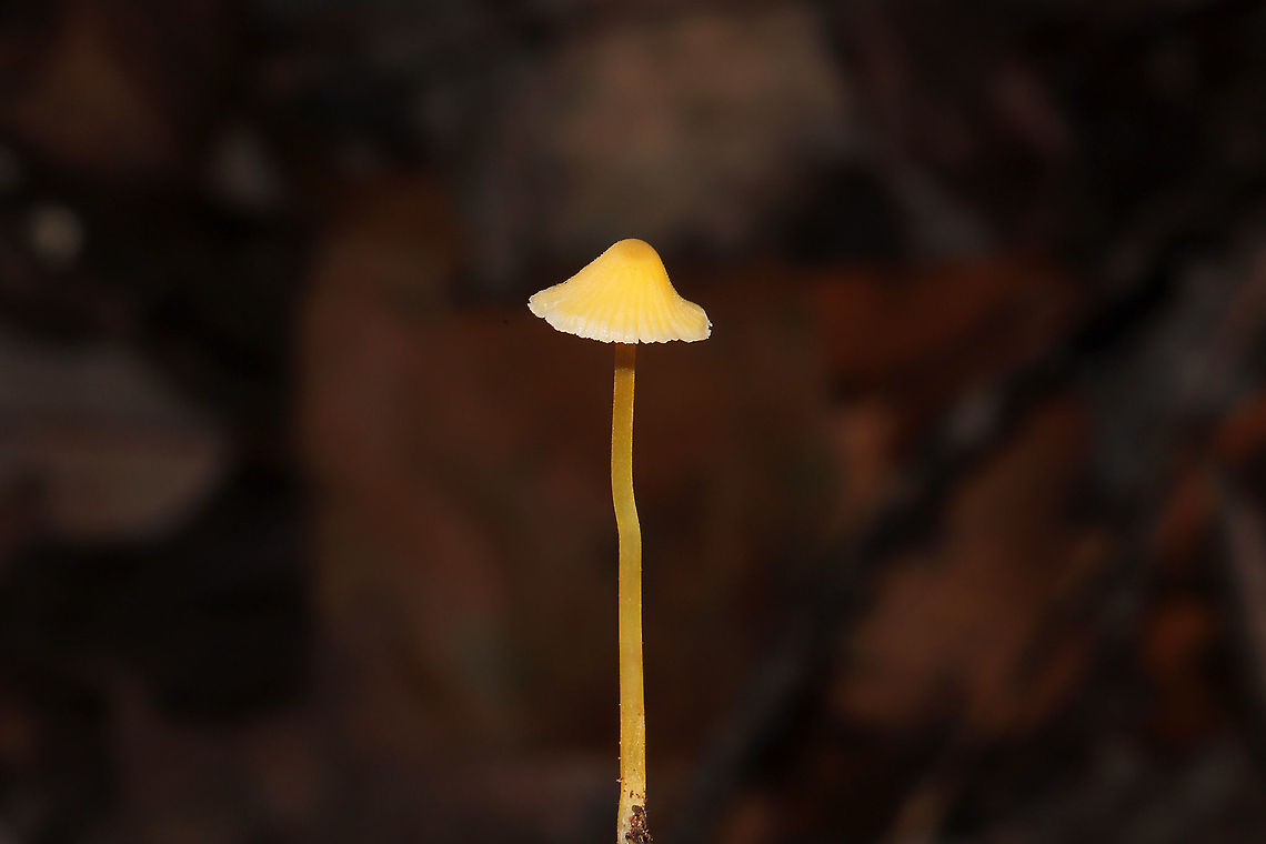 Walnut Mycena (Mycena luteopallens/crocea/Hygrocybe sp.) Working on IDs for these. Have been too tired to do a lot of ID work lately. In leaf litter below oaks and hickories. In a dense mixed forest. <br />
<figure class="photo"><a href="https://www.jungledragon.com/image/104213/walnut_mycena_mycena_luteopallenscroceahygrocybe_sp.html" title="Walnut Mycena (Mycena luteopallens/crocea/Hygrocybe sp.)"><img src="https://s3.amazonaws.com/media.jungledragon.com/images/3231/104213_thumb.jpg?AWSAccessKeyId=05GMT0V3GWVNE7GGM1R2&Expires=1767225610&Signature=0fmzfEyEWul8X7dcFpkNbsvIMM8%3D" width="200" height="200" alt="Walnut Mycena (Mycena luteopallens/crocea/Hygrocybe sp.) Working on IDs for these. Have been too tired to do a lot of ID work lately. In leaf litter below oaks and hickories. In a dense mixed forest.<br />
https://www.jungledragon.com/image/104212/mycena_sp.html<br />
https://www.jungledragon.com/image/104211/mycena_sp.html<br />
https://www.jungledragon.com/image/104210/mycena_sp.html  Fall,Geotagged,Mycena crocea,United States,Walnut mycena" /></a></figure><br />
<figure class="photo"><a href="https://www.jungledragon.com/image/104212/walnut_mycena_mycena_luteopallenscroceahygrocybe_sp.html" title="Walnut Mycena (Mycena luteopallens/crocea/Hygrocybe sp.)"><img src="https://s3.amazonaws.com/media.jungledragon.com/images/3231/104212_thumb.jpg?AWSAccessKeyId=05GMT0V3GWVNE7GGM1R2&Expires=1767225610&Signature=2OpzzpxNR0jWhHZ0VZ3rl13fGw8%3D" width="200" height="134" alt="Walnut Mycena (Mycena luteopallens/crocea/Hygrocybe sp.) Working on IDs for these. Have been too tired to do a lot of ID work lately. In leaf litter below oaks and hickories. In a dense mixed forest.<br />
https://www.jungledragon.com/image/104213/mycena_sp.html<br />
https://www.jungledragon.com/image/104211/mycena_sp.html<br />
https://www.jungledragon.com/image/104210/mycena_sp.html Fall,Geotagged,Mycena crocea,United States,Walnut mycena" /></a></figure><br />
<figure class="photo"><a href="https://www.jungledragon.com/image/104210/walnut_mycena_mycena_luteopallenscroceahygrocybe_sp.html" title="Walnut Mycena (Mycena luteopallens/crocea/Hygrocybe sp.)"><img src="https://s3.amazonaws.com/media.jungledragon.com/images/3231/104210_thumb.jpg?AWSAccessKeyId=05GMT0V3GWVNE7GGM1R2&Expires=1767225610&Signature=Vqjr5FM2YMgd7aj90B%2ByT57ZTuU%3D" width="200" height="134" alt="Walnut Mycena (Mycena luteopallens/crocea/Hygrocybe sp.) Working on IDs for these. Have been too tired to do a lot of ID work lately. In leaf litter below oaks and hickories. In a dense mixed forest.<br />
https://www.jungledragon.com/image/104213/mycena_sp.html<br />
https://www.jungledragon.com/image/104211/mycena_sp.html<br />
https://www.jungledragon.com/image/104212/mycena_sp.html Fall,Geotagged,Mycena crocea,United States,Walnut mycena" /></a></figure> Fall,Geotagged,Mycena crocea,United States,Walnut mycena