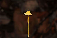 Walnut Mycena (Mycena luteopallens/crocea/Hygrocybe sp.) Working on IDs for these. Have been too tired to do a lot of ID work lately. In leaf litter below oaks and hickories. In a dense mixed forest. <br />
https://www.jungledragon.com/image/104213/mycena_sp.html<br />
https://www.jungledragon.com/image/104212/mycena_sp.html<br />
https://www.jungledragon.com/image/104210/mycena_sp.html Fall,Geotagged,Mycena crocea,United States,Walnut mycena