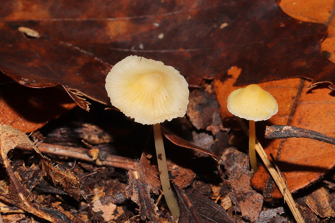 Walnut Mycena (Mycena luteopallens/crocea/Hygrocybe sp.) Working on IDs for these. Have been too tired to do a lot of ID work lately. In leaf litter below oaks and hickories. In a dense mixed forest.<br />
<figure class="photo"><a href="https://www.jungledragon.com/image/104213/walnut_mycena_mycena_luteopallenscroceahygrocybe_sp.html" title="Walnut Mycena (Mycena luteopallens/crocea/Hygrocybe sp.)"><img src="https://s3.amazonaws.com/media.jungledragon.com/images/3231/104213_thumb.jpg?AWSAccessKeyId=05GMT0V3GWVNE7GGM1R2&Expires=1759968010&Signature=Xxr0IHWKkKU1Wwsmmn34w0sqL%2FE%3D" width="200" height="200" alt="Walnut Mycena (Mycena luteopallens/crocea/Hygrocybe sp.) Working on IDs for these. Have been too tired to do a lot of ID work lately. In leaf litter below oaks and hickories. In a dense mixed forest.<br />
https://www.jungledragon.com/image/104212/mycena_sp.html<br />
https://www.jungledragon.com/image/104211/mycena_sp.html<br />
https://www.jungledragon.com/image/104210/mycena_sp.html  Fall,Geotagged,Mycena crocea,United States,Walnut mycena" /></a></figure><br />
<figure class="photo"><a href="https://www.jungledragon.com/image/104211/walnut_mycena_mycena_luteopallenscroceahygrocybe_sp.html" title="Walnut Mycena (Mycena luteopallens/crocea/Hygrocybe sp.)"><img src="https://s3.amazonaws.com/media.jungledragon.com/images/3231/104211_thumb.jpg?AWSAccessKeyId=05GMT0V3GWVNE7GGM1R2&Expires=1759968010&Signature=geFGZ0x7%2BOc%2BY16pAYLxA9BNHtE%3D" width="200" height="134" alt="Walnut Mycena (Mycena luteopallens/crocea/Hygrocybe sp.) Working on IDs for these. Have been too tired to do a lot of ID work lately. In leaf litter below oaks and hickories. In a dense mixed forest. <br />
https://www.jungledragon.com/image/104213/mycena_sp.html<br />
https://www.jungledragon.com/image/104212/mycena_sp.html<br />
https://www.jungledragon.com/image/104210/mycena_sp.html Fall,Geotagged,Mycena crocea,United States,Walnut mycena" /></a></figure><br />
<figure class="photo"><a href="https://www.jungledragon.com/image/104210/walnut_mycena_mycena_luteopallenscroceahygrocybe_sp.html" title="Walnut Mycena (Mycena luteopallens/crocea/Hygrocybe sp.)"><img src="https://s3.amazonaws.com/media.jungledragon.com/images/3231/104210_thumb.jpg?AWSAccessKeyId=05GMT0V3GWVNE7GGM1R2&Expires=1759968010&Signature=URbXxHGewD0oIeG4RUPEP%2B0IfRM%3D" width="200" height="134" alt="Walnut Mycena (Mycena luteopallens/crocea/Hygrocybe sp.) Working on IDs for these. Have been too tired to do a lot of ID work lately. In leaf litter below oaks and hickories. In a dense mixed forest.<br />
https://www.jungledragon.com/image/104213/mycena_sp.html<br />
https://www.jungledragon.com/image/104211/mycena_sp.html<br />
https://www.jungledragon.com/image/104212/mycena_sp.html Fall,Geotagged,Mycena crocea,United States,Walnut mycena" /></a></figure> Fall,Geotagged,Mycena crocea,United States,Walnut mycena