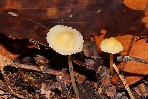 Walnut Mycena (Mycena luteopallens/crocea/Hygrocybe sp.) Working on IDs for these. Have been too tired to do a lot of ID work lately. In leaf litter below oaks and hickories. In a dense mixed forest.
https://www.jungledragon.com/image/104213/mycena_sp.html
https://www.jungledragon.com/image/104211/mycena_sp.html
https://www.jungledragon.com/image/104210/mycena_sp.html Fall,Geotagged,Mycena crocea,United States,Walnut mycena