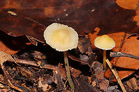 Walnut Mycena (Mycena luteopallens/crocea/Hygrocybe sp.) Working on IDs for these. Have been too tired to do a lot of ID work lately. In leaf litter below oaks and hickories. In a dense mixed forest.<br />
https://www.jungledragon.com/image/104213/mycena_sp.html<br />
https://www.jungledragon.com/image/104211/mycena_sp.html<br />
https://www.jungledragon.com/image/104210/mycena_sp.html Fall,Geotagged,Mycena crocea,United States,Walnut mycena