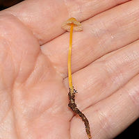 Walnut Mycena (Mycena luteopallens/crocea/Hygrocybe sp.) Working on IDs for these. Have been too tired to do a lot of ID work lately. In leaf litter below oaks and hickories. In a dense mixed forest.<br />
https://www.jungledragon.com/image/104212/mycena_sp.html<br />
https://www.jungledragon.com/image/104211/mycena_sp.html<br />
https://www.jungledragon.com/image/104210/mycena_sp.html Fall,Geotagged,Mycena crocea,United States,Walnut mycena