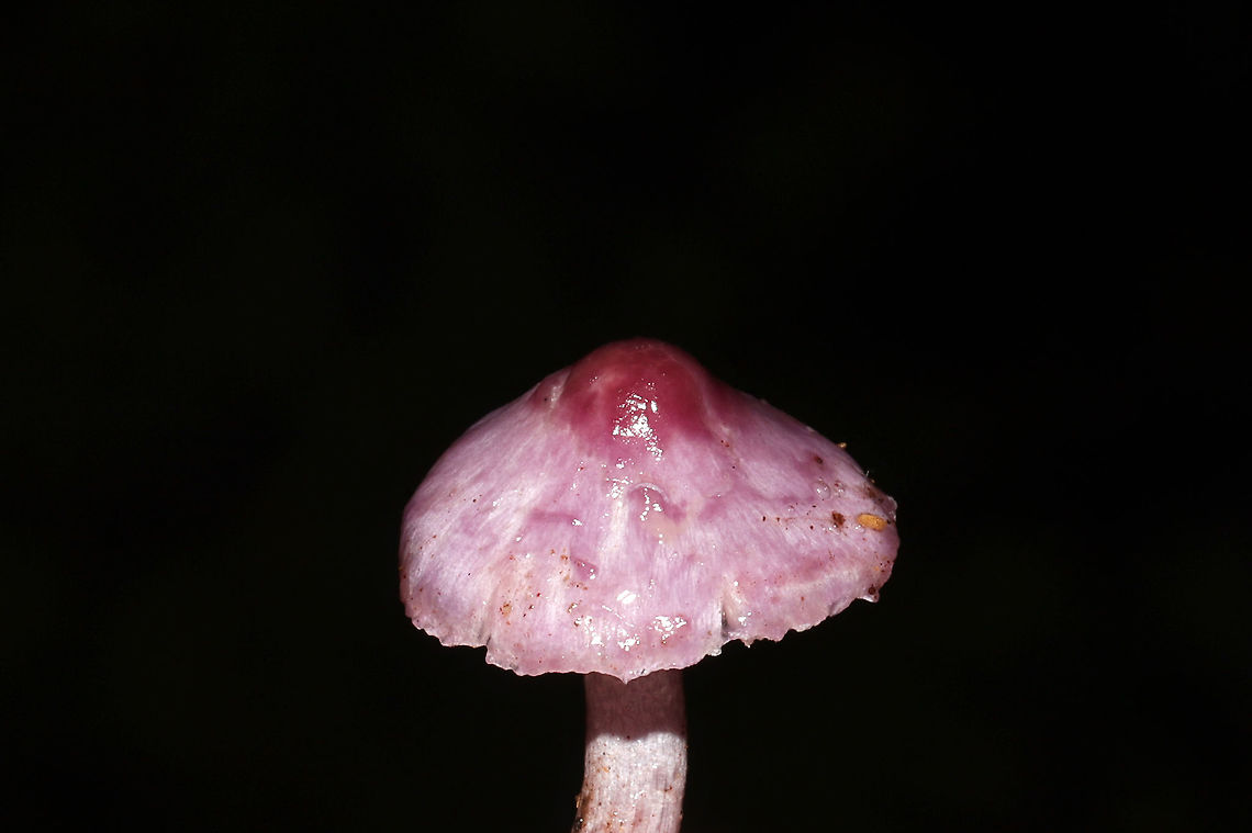 Lilac Fibrecap (Inocybe geophylla lilacina) Growing in a dense mixed forest understory. Under ash, oak, and pine. Specimen was quite wet as it was pouring rain (during the last tropical storm).<br />
<figure class="photo"><a href="https://www.jungledragon.com/image/104216/lilac_fibrecap_inocybe_geophylla_lilacina.html" title="Lilac Fibrecap (Inocybe geophylla lilacina)"><img src="https://s3.amazonaws.com/media.jungledragon.com/images/3231/104216_thumb.jpg?AWSAccessKeyId=05GMT0V3GWVNE7GGM1R2&Expires=1767225610&Signature=UaHOv4L90R422%2B6KOOveUZEJ0yY%3D" width="200" height="200" alt="Lilac Fibrecap (Inocybe geophylla lilacina) Growing in a dense mixed forest understory. Under ash, oak, and pine. Specimen was quite wet as it was pouring rain (during the last tropical storm). <br />
https://www.jungledragon.com/image/104214/lilac_fibrecap_inocybe_geophylla_lilacina.html<br />
https://www.jungledragon.com/image/104215/lilac_fibrecap_inocybe_geophylla_lilacina.html Fall,Geotagged,Inocybe geophylla lilacina,Lilac Fibrecap,United States" /></a></figure><br />
<figure class="photo"><a href="https://www.jungledragon.com/image/104215/lilac_fibrecap_inocybe_geophylla_lilacina.html" title="Lilac Fibrecap (Inocybe geophylla lilacina)"><img src="https://s3.amazonaws.com/media.jungledragon.com/images/3231/104215_thumb.jpg?AWSAccessKeyId=05GMT0V3GWVNE7GGM1R2&Expires=1767225610&Signature=%2BcEmJRaH0hlRZi3zAj%2BLTysEUsc%3D" width="200" height="134" alt="Lilac Fibrecap (Inocybe geophylla lilacina) Growing in a dense mixed forest understory. Under ash, oak, and pine. Specimen was quite wet as it was pouring rain (during the last tropical storm). <br />
https://www.jungledragon.com/image/104216/lilac_fibrecap_inocybe_geophylla_lilacina.html<br />
https://www.jungledragon.com/image/104214/lilac_fibrecap_inocybe_geophylla_lilacina.html Fall,Geotagged,Inocybe geophylla lilacina,Lilac Fibrecap,United States" /></a></figure> Fall,Geotagged,Inocybe geophylla lilacina,Lilac Fibrecap,United States
