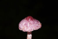 Lilac Fibrecap (Inocybe geophylla lilacina) Growing in a dense mixed forest understory. Under ash, oak, and pine. Specimen was quite wet as it was pouring rain (during the last tropical storm).<br />
https://www.jungledragon.com/image/104216/lilac_fibrecap_inocybe_geophylla_lilacina.html<br />
https://www.jungledragon.com/image/104215/lilac_fibrecap_inocybe_geophylla_lilacina.html Fall,Geotagged,Inocybe geophylla lilacina,Lilac Fibrecap,United States