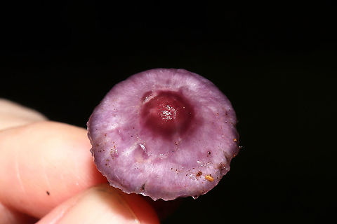 Lilac Fibrecap (Inocybe geophylla lilacina) Growing in a dense mixed forest understory. Under ash, oak, and pine. Specimen was quite wet as it was pouring rain (during the last tropical storm). 
https://www.jungledragon.com/image/104216/lilac_fibrecap_inocybe_geophylla_lilacina.html
https://www.jungledragon.com/image/104214/lilac_fibrecap_inocybe_geophylla_lilacina.html Fall,Geotagged,Inocybe geophylla lilacina,Lilac Fibrecap,United States