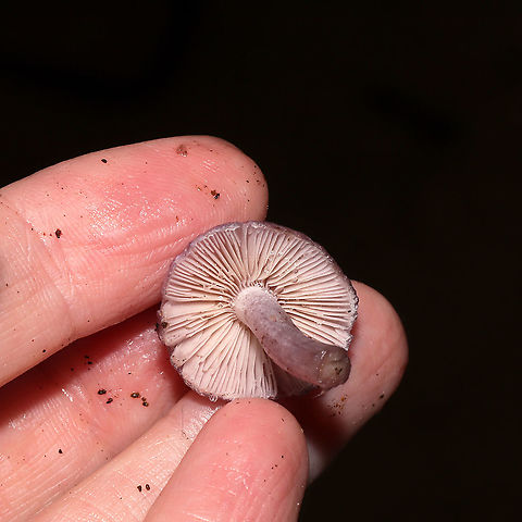 Lilac Fibrecap (Inocybe geophylla lilacina) Growing in a dense mixed forest understory. Under ash, oak, and pine. Specimen was quite wet as it was pouring rain (during the last tropical storm). 
https://www.jungledragon.com/image/104214/lilac_fibrecap_inocybe_geophylla_lilacina.html
https://www.jungledragon.com/image/104215/lilac_fibrecap_inocybe_geophylla_lilacina.html Fall,Geotagged,Inocybe geophylla lilacina,Lilac Fibrecap,United States