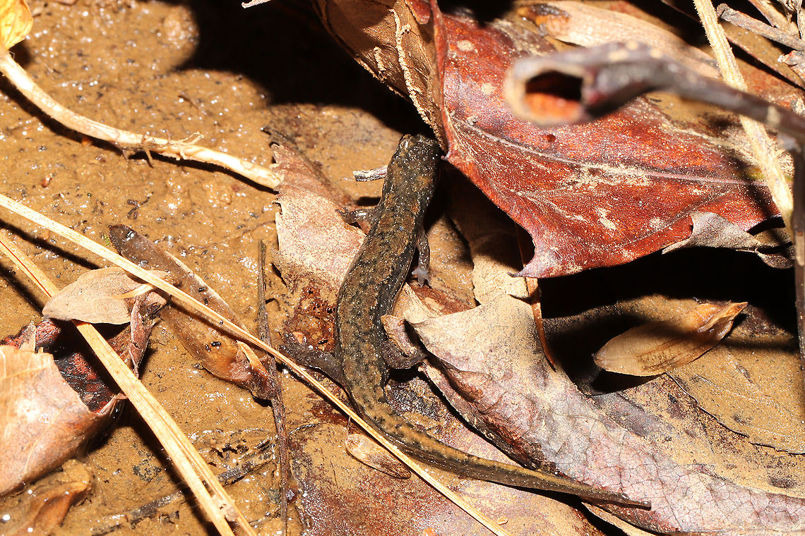 Dusky Salamander (Desmognathus sp.) Likely D. conanti, D. ocoee, or D. monticola, but the experts say it is hard to differentiate with these photos alone. Found in a shallow seasonal stream in a mixed forest understory in Gordon County, Georgia, US. November 10, 2020. <br />
<figure class="photo"><a href="https://www.jungledragon.com/image/104243/dusky_salamander_desmognathus_sp.html" title="Dusky Salamander (Desmognathus sp.)"><img src="https://s3.amazonaws.com/media.jungledragon.com/images/3231/104243_thumb.jpg?AWSAccessKeyId=05GMT0V3GWVNE7GGM1R2&Expires=1759968010&Signature=UptkNq26IUhDDHe9wdeMIzu1ndE%3D" width="200" height="200" alt="Dusky Salamander (Desmognathus sp.) Likely D. conanti, D. ocoee, or D. monticola, but the experts say it is hard to differentiate with these photos alone. Found in a shallow seasonal stream in a mixed forest understory in Gordon County, Georgia, US. November 10, 2020. <br />
https://www.jungledragon.com/image/104241/dusky_salamander_desmognathus_sp.html<br />
https://www.jungledragon.com/image/104242/dusky_salamander_desmognathus_sp.html Fall,Geotagged,United States" /></a></figure><br />
<figure class="photo"><a href="https://www.jungledragon.com/image/104242/dusky_salamander_desmognathus_sp.html" title="Dusky Salamander (Desmognathus sp.)"><img src="https://s3.amazonaws.com/media.jungledragon.com/images/3231/104242_thumb.jpg?AWSAccessKeyId=05GMT0V3GWVNE7GGM1R2&Expires=1759968010&Signature=bpr6IBlqdhd7OBUAd5HvuihJrAY%3D" width="200" height="134" alt="Dusky Salamander (Desmognathus sp.) Likely D. conanti, D. ocoee, or D. monticola, but the experts say it is hard to differentiate with these photos alone. Found in a shallow seasonal stream in a mixed forest understory in Gordon County, Georgia, US. November 10, 2020. <br />
https://www.jungledragon.com/image/104241/dusky_salamander_desmognathus_sp.html<br />
https://www.jungledragon.com/image/104243/dusky_salamander_desmognathus_sp.html Desmognathus fuscus,Fall,Geotagged,Northern dusky salamander,United States" /></a></figure> Fall,Geotagged,United States