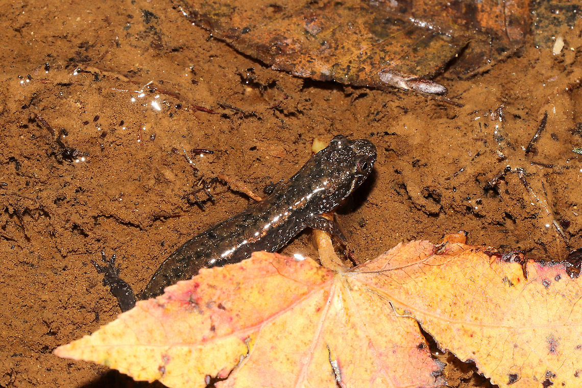 Dusky Salamander (Desmognathus sp.) Likely D. conanti, D. ocoee, or D. monticola, but the experts say it is hard to differentiate with these photos alone. Found in a shallow seasonal stream in a mixed forest understory in Gordon County, Georgia, US. November 10, 2020. <br />
<figure class="photo"><a href="https://www.jungledragon.com/image/104241/dusky_salamander_desmognathus_sp.html" title="Dusky Salamander (Desmognathus sp.)"><img src="https://s3.amazonaws.com/media.jungledragon.com/images/3231/104241_thumb.jpg?AWSAccessKeyId=05GMT0V3GWVNE7GGM1R2&Expires=1759968010&Signature=%2FaIRZ20sOYn%2Bq6gwTCeW%2Bxt3clg%3D" width="200" height="134" alt="Dusky Salamander (Desmognathus sp.) Likely D. conanti, D. ocoee, or D. monticola, but the experts say it is hard to differentiate with these photos alone. Found in a shallow seasonal stream in a mixed forest understory in Gordon County, Georgia, US. November 10, 2020. <br />
https://www.jungledragon.com/image/104243/dusky_salamander_desmognathus_sp.html<br />
https://www.jungledragon.com/image/104242/dusky_salamander_desmognathus_sp.html Fall,Geotagged,United States" /></a></figure><br />
<figure class="photo"><a href="https://www.jungledragon.com/image/104243/dusky_salamander_desmognathus_sp.html" title="Dusky Salamander (Desmognathus sp.)"><img src="https://s3.amazonaws.com/media.jungledragon.com/images/3231/104243_thumb.jpg?AWSAccessKeyId=05GMT0V3GWVNE7GGM1R2&Expires=1759968010&Signature=UptkNq26IUhDDHe9wdeMIzu1ndE%3D" width="200" height="200" alt="Dusky Salamander (Desmognathus sp.) Likely D. conanti, D. ocoee, or D. monticola, but the experts say it is hard to differentiate with these photos alone. Found in a shallow seasonal stream in a mixed forest understory in Gordon County, Georgia, US. November 10, 2020. <br />
https://www.jungledragon.com/image/104241/dusky_salamander_desmognathus_sp.html<br />
https://www.jungledragon.com/image/104242/dusky_salamander_desmognathus_sp.html Fall,Geotagged,United States" /></a></figure> Desmognathus fuscus,Fall,Geotagged,Northern dusky salamander,United States