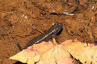 Dusky Salamander (Desmognathus sp.) Likely D. conanti, D. ocoee, or D. monticola, but the experts say it is hard to differentiate with these photos alone. Found in a shallow seasonal stream in a mixed forest understory in Gordon County, Georgia, US. November 10, 2020. <br />
https://www.jungledragon.com/image/104241/dusky_salamander_desmognathus_sp.html<br />
https://www.jungledragon.com/image/104243/dusky_salamander_desmognathus_sp.html  Desmognathus fuscus,Fall,Geotagged,Northern dusky salamander,United States