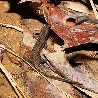 Dusky Salamander (Desmognathus sp.) Likely D. conanti, D. ocoee, or D. monticola, but the experts say it is hard to differentiate with these photos alone. Found in a shallow seasonal stream in a mixed forest understory in Gordon County, Georgia, US. November 10, 2020. <br />
https://www.jungledragon.com/image/104241/dusky_salamander_desmognathus_sp.html<br />
https://www.jungledragon.com/image/104242/dusky_salamander_desmognathus_sp.html Fall,Geotagged,United States