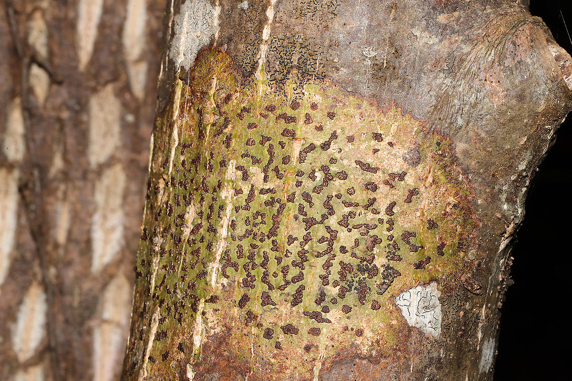 Bathelium carolinianum Growing on a tree (the type totally slipped my mind) in a moist understory near a seasonal stream. There is also some Graphis sp. in this photo! Bathelium carolinianum,Fall,Geotagged,United States,Viridothelium virens