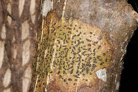 Bathelium carolinianum Growing on a tree (the type totally slipped my mind) in a moist understory near a seasonal stream. There is also some Graphis sp. in this photo! Bathelium carolinianum,Fall,Geotagged,United States,Viridothelium virens