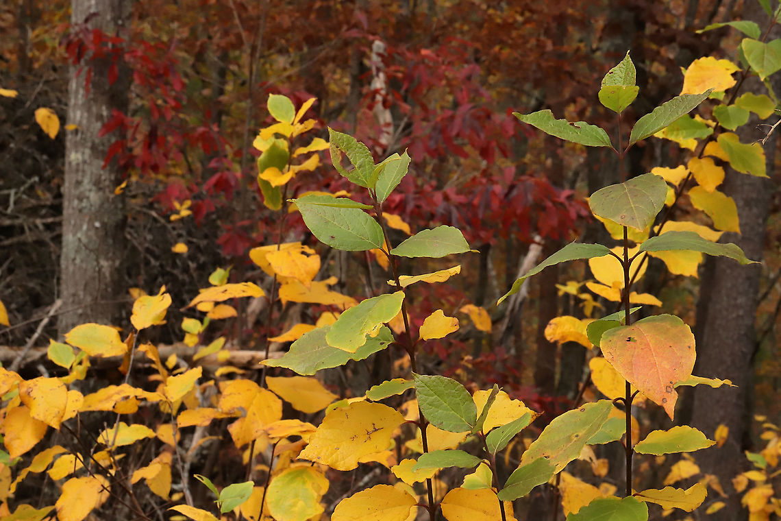 Carolina Sweetshrub (Calycanthus floridus) Growing at a disturbed forest edge. Sourwood (Oxydendrum arboreum) is the lovely red in the backdrop. Calycanthus floridus,Carolina Sweetshrub,Fall,Geotagged,United States
