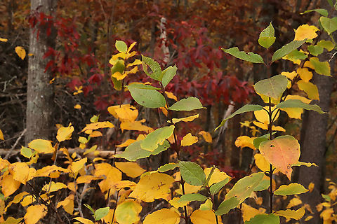 Carolina Sweetshrub (Calycanthus floridus) Growing at a disturbed forest edge. Sourwood (Oxydendrum arboreum) is the lovely red in the backdrop. Calycanthus floridus,Carolina Sweetshrub,Fall,Geotagged,United States