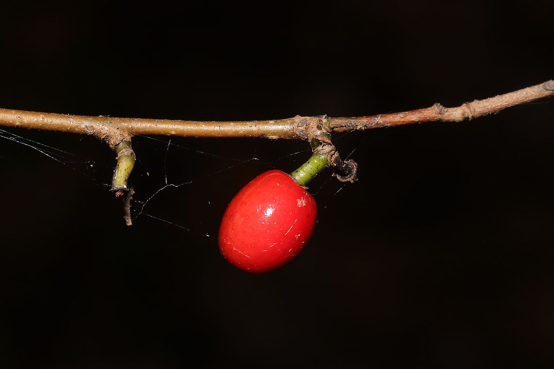 Northern Spicebush Fruit (Lindera benzoin) In a moist forest understory.<br />
 Common spicebush,Fall,Geotagged,Lindera benzoin,United States