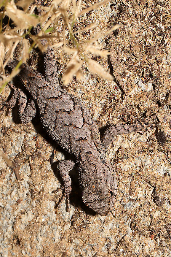 Eastern Fence Lizard (Sceloporus undulatus) Young lizard at a disturbed forest edge, near a raised garden bed.<br />
 Eastern fence lizard,Fall,Geotagged,Sceloporus undulatus,United States