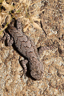 Eastern Fence Lizard (Sceloporus undulatus) Young lizard at a disturbed forest edge, near a raised garden bed.
 Eastern fence lizard,Fall,Geotagged,Sceloporus undulatus,United States