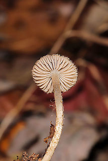 Entoloma nodosporum This ID is tentative, so I may be coming back to change this soon. I'm not familiar at all with whatever this is! Haha! Growing on detritus (on a thin twig) below mostly oaks (also some tulip poplar and maple nearby) 
https://www.jungledragon.com/image/104398/flammulaster_sp.html
https://www.jungledragon.com/image/104396/flammulaster_sp.html Entoloma nodosporum,Fall,Geotagged,United States