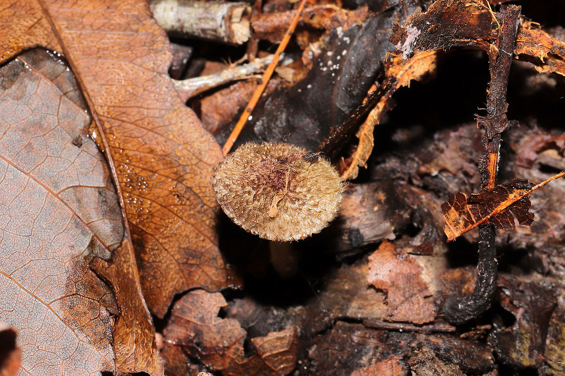 Entoloma nodosporum This ID is tentative, so I may be coming back to change this soon. I&#039;m not familiar at all with whatever this is! Haha! Growing on detritus (on a thin twig) below mostly oaks (also some tulip poplar and maple nearby) <br />
<figure class="photo"><a href="https://www.jungledragon.com/image/104397/entoloma_nodosporum.html" title="Entoloma nodosporum"><img src="https://s3.amazonaws.com/media.jungledragon.com/images/3231/104397_thumb.jpg?AWSAccessKeyId=05GMT0V3GWVNE7GGM1R2&Expires=1767225610&Signature=5x%2FGmhiYKKA2RIrRowCDv2Wpjvs%3D" width="102" height="152" alt="Entoloma nodosporum This ID is tentative, so I may be coming back to change this soon. I&#039;m not familiar at all with whatever this is! Haha! Growing on detritus (on a thin twig) below mostly oaks (also some tulip poplar and maple nearby) <br />
https://www.jungledragon.com/image/104398/flammulaster_sp.html<br />
https://www.jungledragon.com/image/104396/flammulaster_sp.html Entoloma nodosporum,Fall,Geotagged,United States" /></a></figure><br />
<figure class="photo"><a href="https://www.jungledragon.com/image/104396/entoloma_nodosporum.html" title="Entoloma nodosporum"><img src="https://s3.amazonaws.com/media.jungledragon.com/images/3231/104396_thumb.jpg?AWSAccessKeyId=05GMT0V3GWVNE7GGM1R2&Expires=1767225610&Signature=mOVbh28L00Fz7xje9SkgSe3lXfY%3D" width="200" height="134" alt="Entoloma nodosporum This ID is tentative, so I may be coming back to change this soon. I&#039;m not familiar at all with whatever this is! Haha! Growing on detritus (on a thin twig) below mostly oaks (also some tulip poplar and maple nearby)<br />
https://www.jungledragon.com/image/104398/flammulaster_sp.html<br />
https://www.jungledragon.com/image/104397/flammulaster_sp.html Entoloma nodosporum,Fall,Geotagged,United States" /></a></figure> Entoloma nodosporum,Fall,Geotagged,United States
