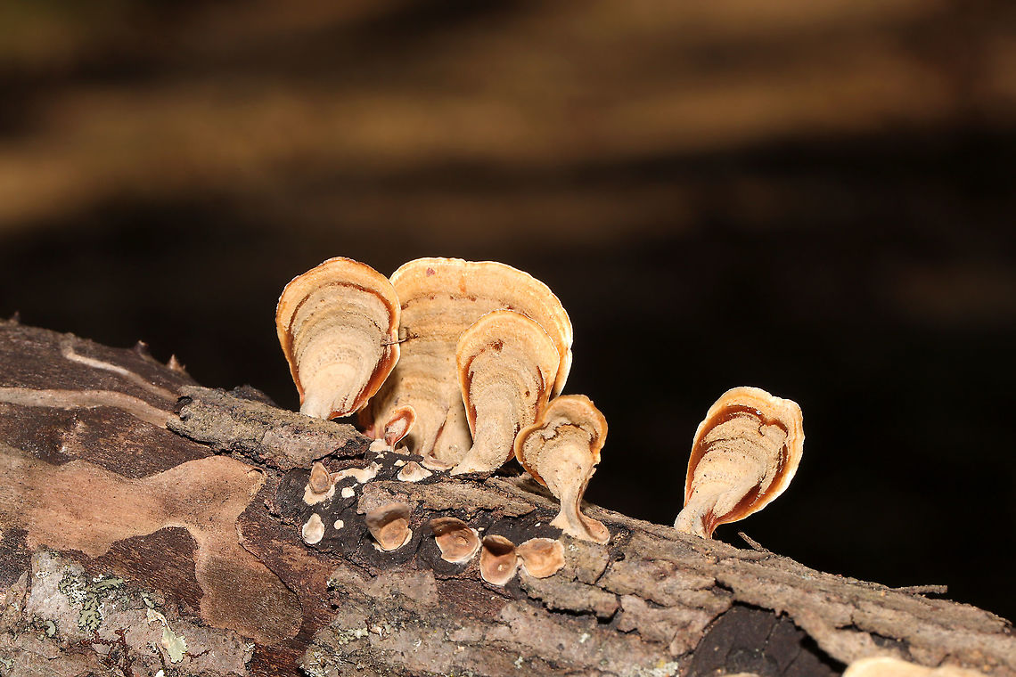 Stereum lobatum Growing on a fallen hardwood branch at a dense mixed forest edge. Fall,False turkey-tail,Geotagged,Stereum lobatum,Stereum ostrea,United States