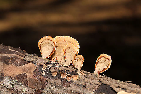 Stereum lobatum Growing on a fallen hardwood branch at a dense mixed forest edge. Fall,False turkey-tail,Geotagged,Stereum lobatum,Stereum ostrea,United States